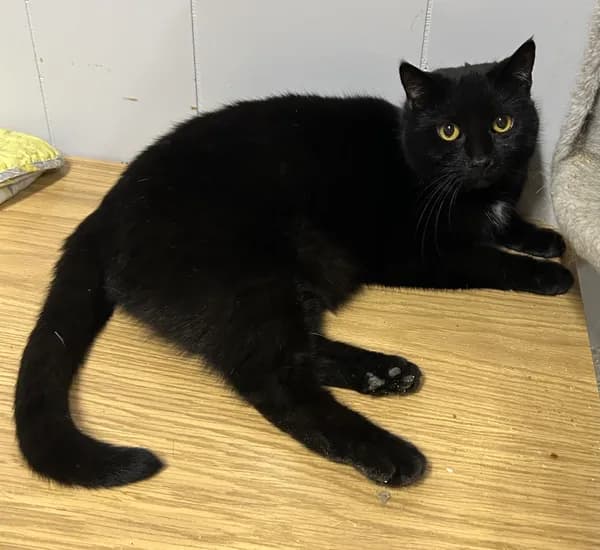 Soot - Domestic Short Hair / Mixed