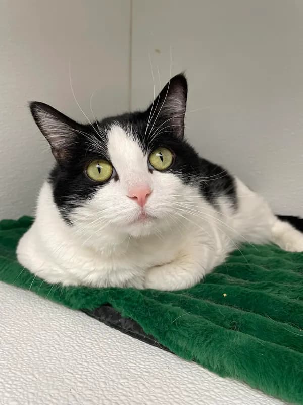 Olive - Domestic Short Hair (short coat)