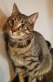 Luke - Domestic Medium Hair