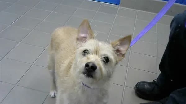 Rosco - Border Terrier mix