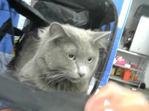 Fries - Domestic Mediumhair mix