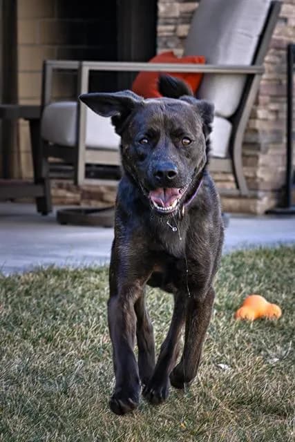 Toro - German Shepherd Dog mix