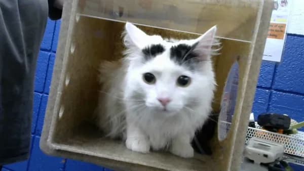 Gizmo - Domestic Mediumhair