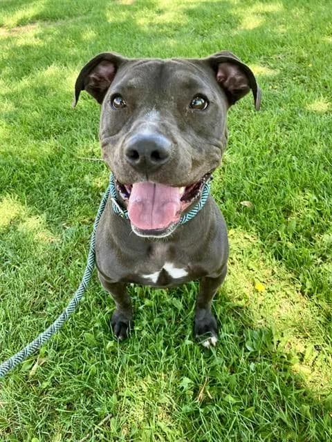 Lyla - Pit Bull Terrier mix