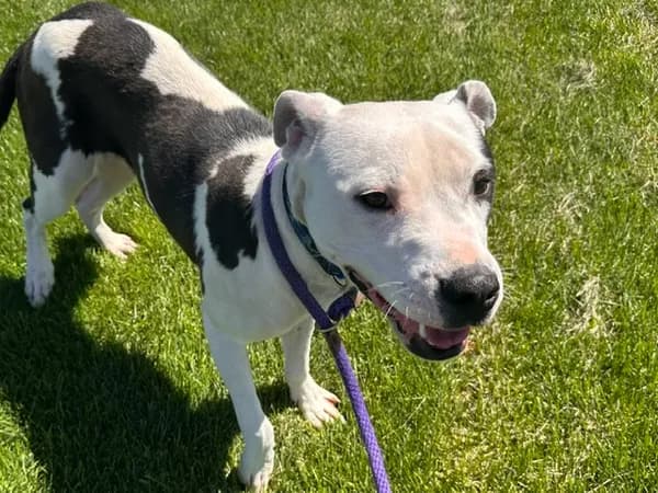 Boosie - Pit Bull Terrier mix