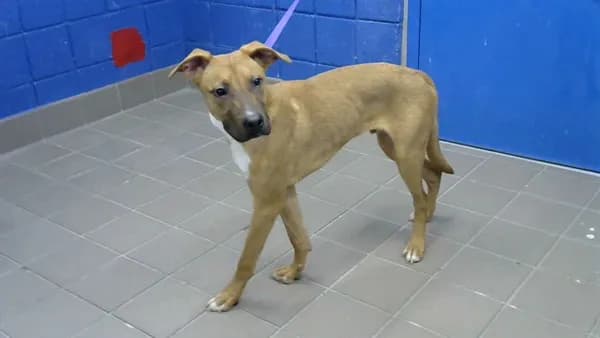 Clyde - Labrador Retriever mix
