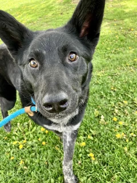 Dion - Border Collie mix