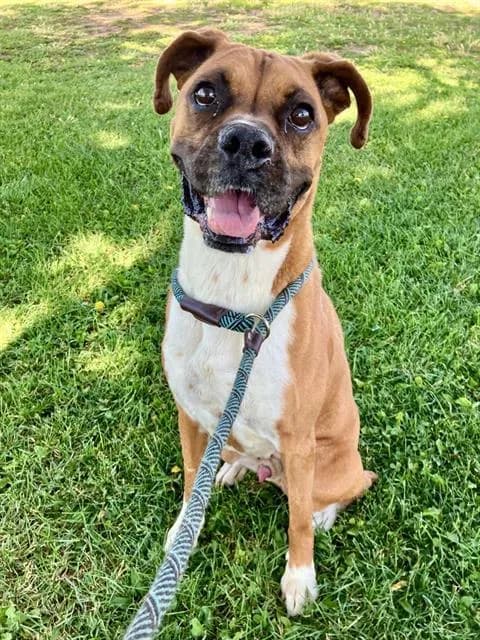 Canelo - Boxer mix