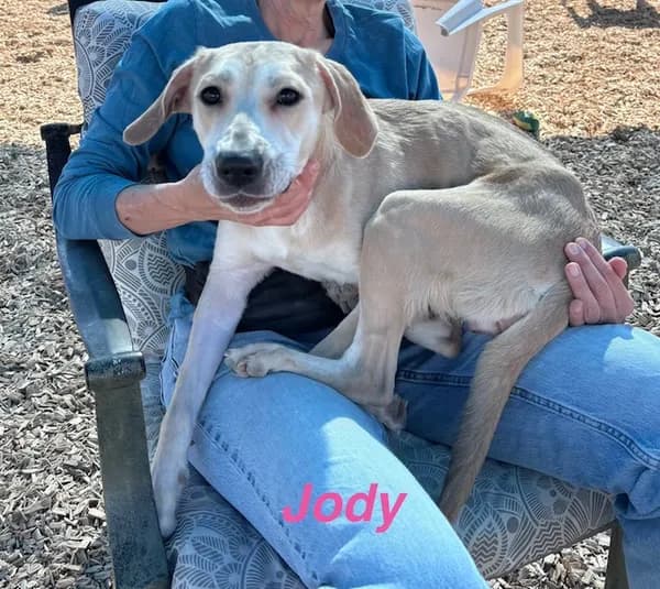 Jody - Rhodesian Ridgeback mix