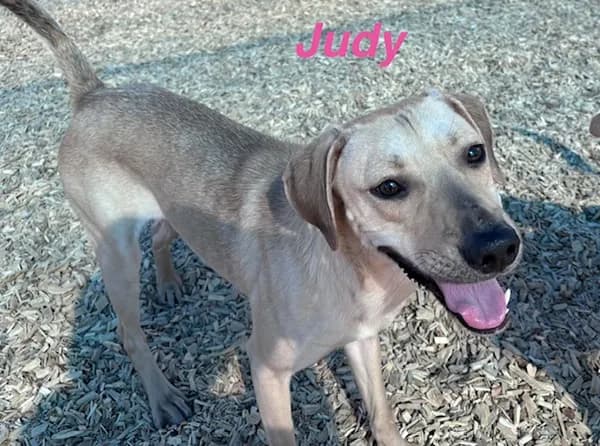 Judy - Rhodesian Ridgeback mix