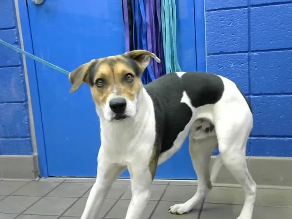 Bandit - American Foxhound