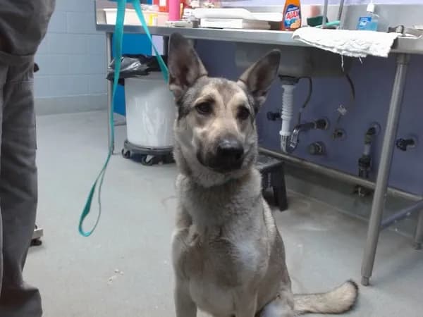 Draco - German Shepherd Dog mix