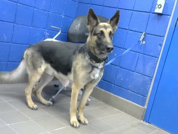 Larry - German Shepherd Dog mix