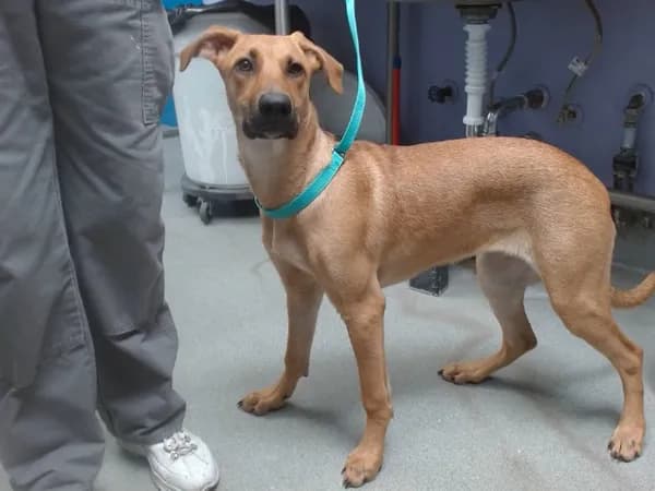 Lana - German Shepherd Dog mix