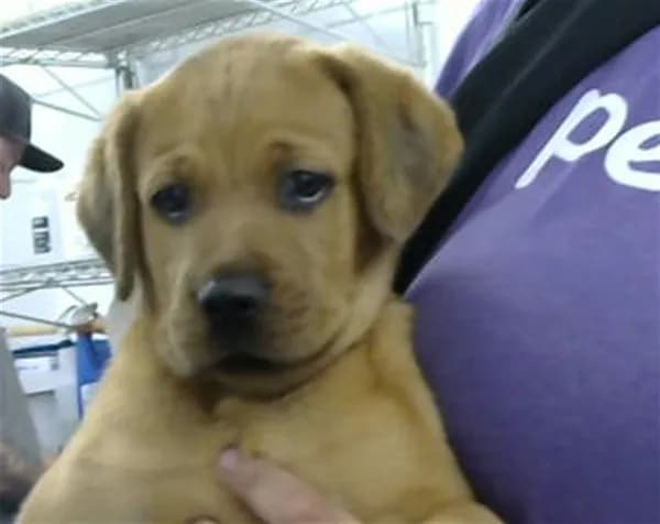 Woody - Labrador Retriever mix