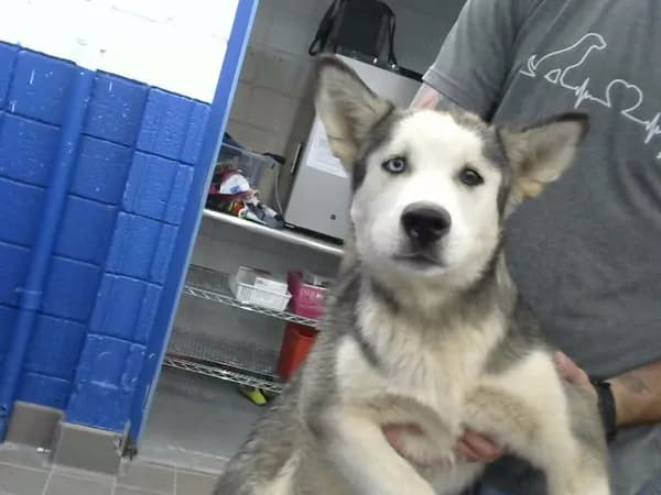 Wren - Alaskan Husky mix