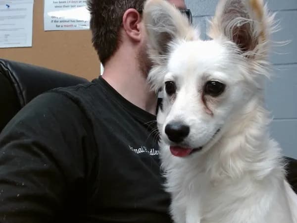 Savannah - Pomeranian and Chihuahua - Long Haired