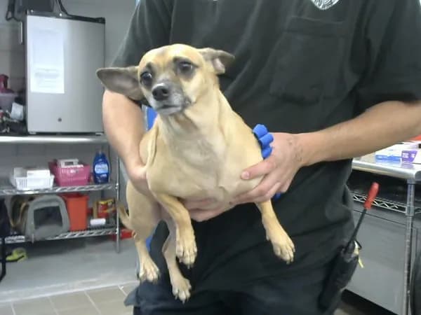 Ohanna - Jack (Parson) Russell Terrier mix
