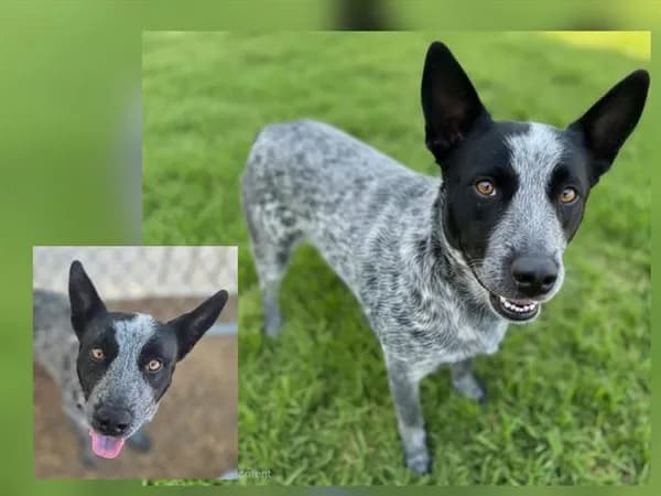 Blue Boy - Australian Cattle Dog mix
