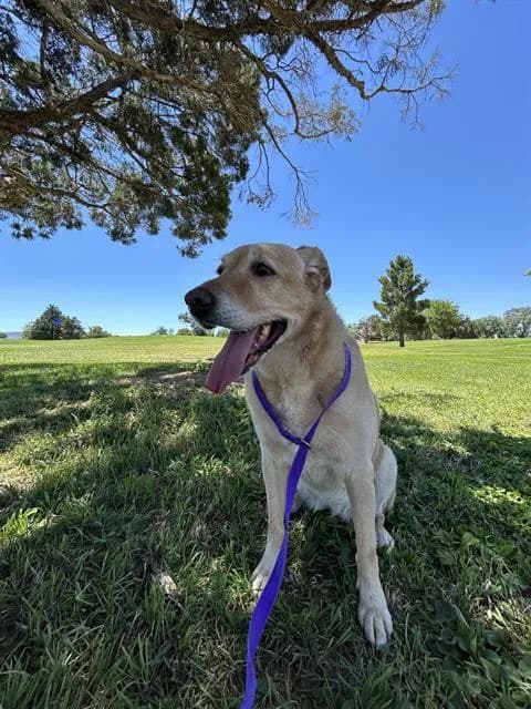 Freya - Labrador Retriever mix