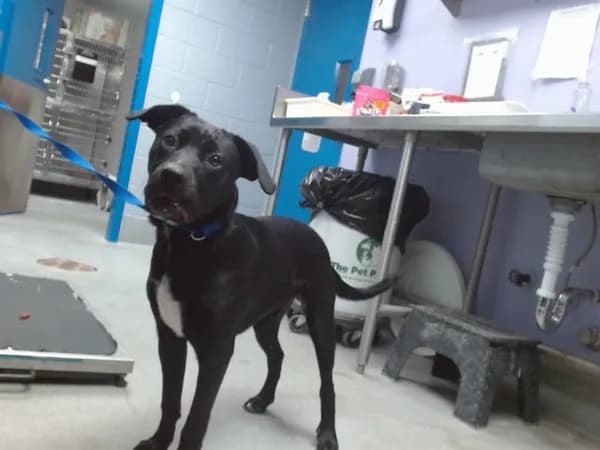 Bailey - Labrador Retriever mix