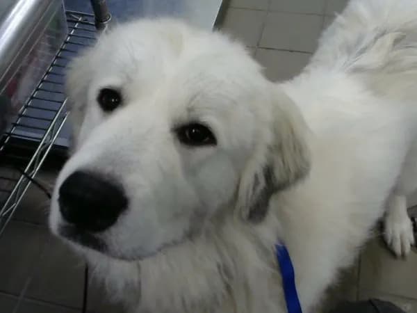 Missy - Great Pyrenees
