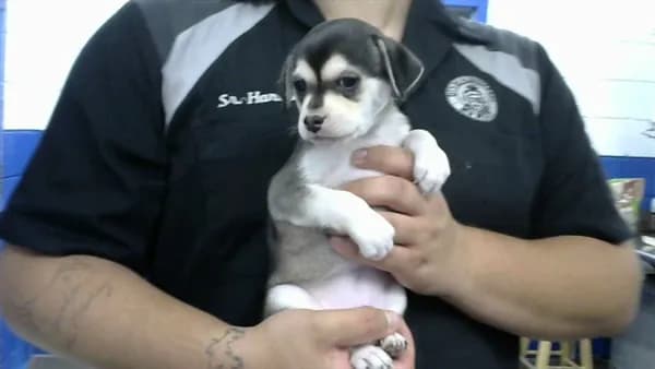 Larry - Chihuahua - Smooth Coated mix