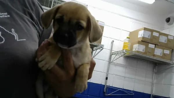 Moe - Chihuahua - Smooth Coated mix