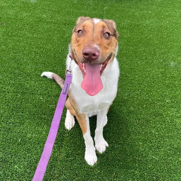 Pax - Shepherd, Australian / Mix