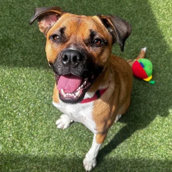 Maple - Mixed Breed (Medium)