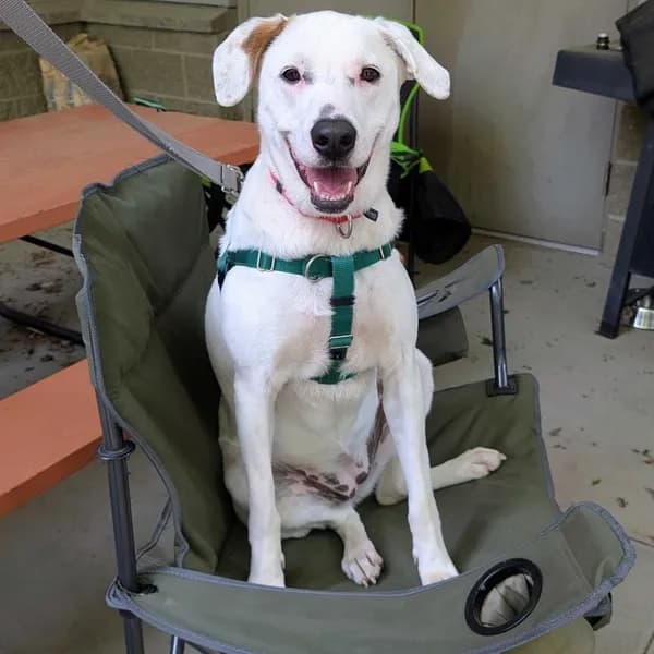Penelope - Mixed Breed (Large)