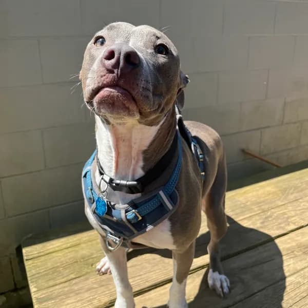Blue - Terrier, Pit Bull