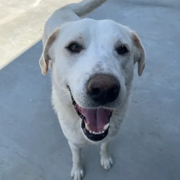 Barkley - Retriever, Labrador / Pyrenees, Great