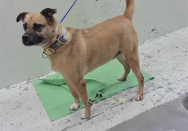 Gina - Australian Cattle Dog mix