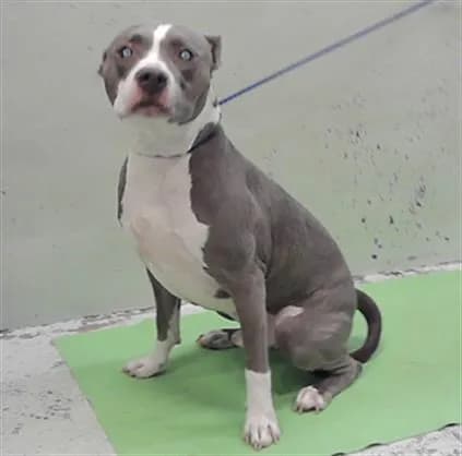 Niko - Staffordshire Bull Terrier