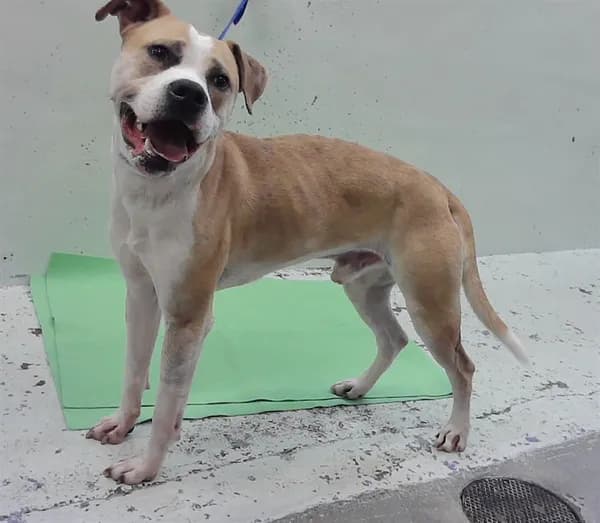 Poppa - Staffordshire Bull Terrier mix