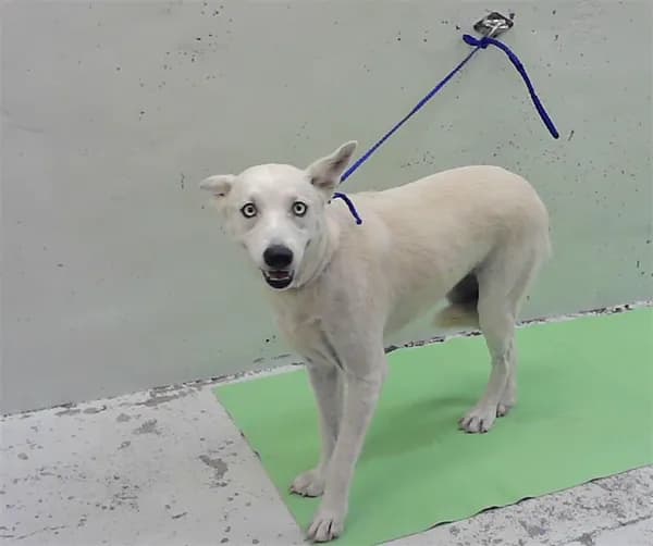 Ellie - Siberian Husky mix