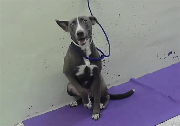 Tatum - Blue Lacy mix