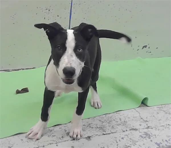 Max - Staffordshire Bull Terrier mix