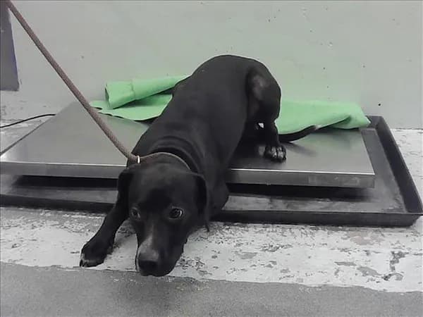 Mikey - Dachshund mix