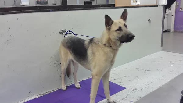 Gaige - German Shepherd Dog