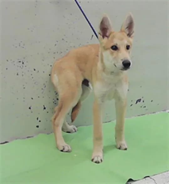 Astro - German Shepherd Dog mix
