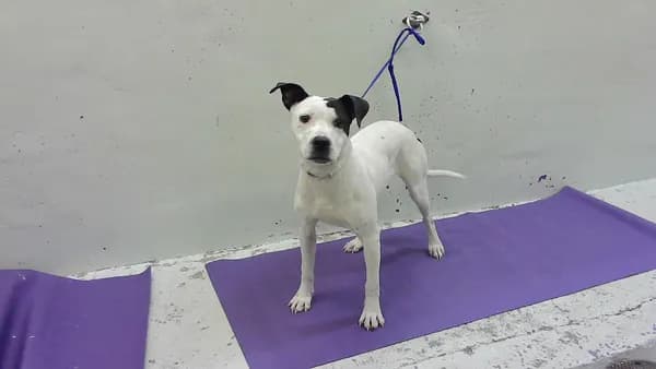 Speedy - Labrador Retriever mix