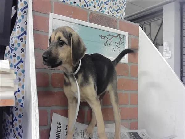 Dakota - German Shepherd Dog mix
