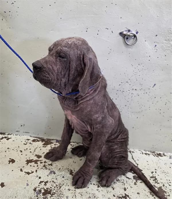 Unnamed - Mastiff