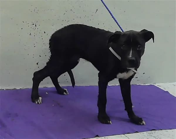Unnamed - Staffordshire Bull Terrier mix
