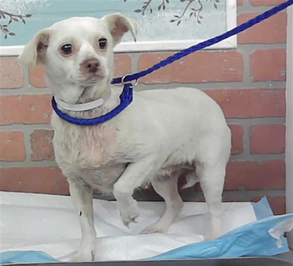 Unnamed - Chihuahua - Smooth Coated mix