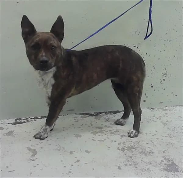 Darla - Staffordshire Bull Terrier mix