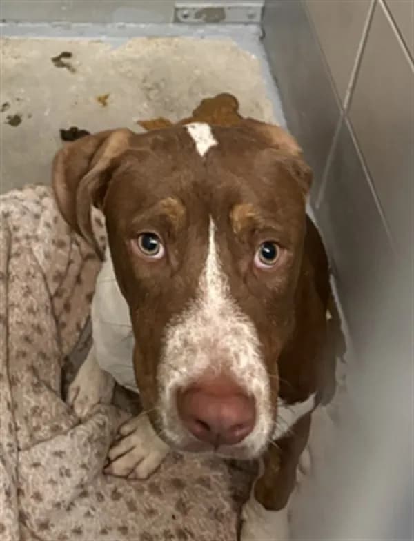 Jacob - Staffordshire Bull Terrier mix