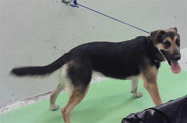 Misty - German Shepherd Dog mix
